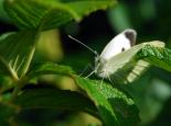 Large white butterfly - Zsuzsanna Bird